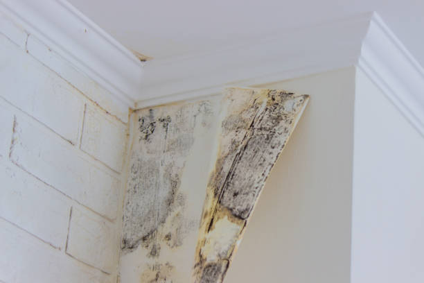 Best Emergency Mold Remediation  in Vandergrift, PA